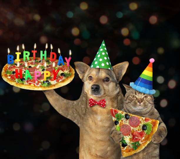 Dog with cat carry birthday pizza 2 The beige dog and the cat in party hats carriy a holiday pizza with multi colored burning candles. Happy birthday. Dark background. happy birthday cat stock pictures, royalty-free photos & images