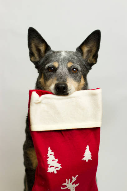 Dog with Christmas Stocking stock photo
