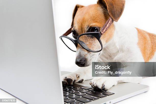 Dog with Computer