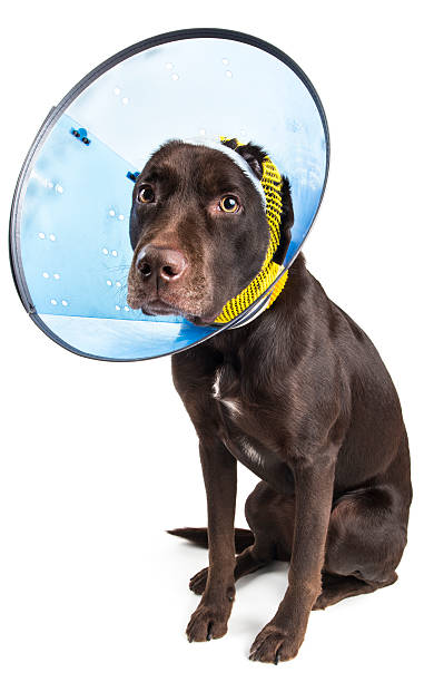 Dog with cone and bandage stock photo