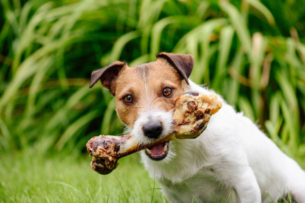 Dog with delicious pet treat bone at garden lawn stock photo