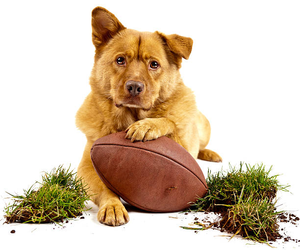 Dog with football stock photo