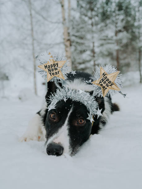 Dog with happy new year diadem in snow winter stock photo