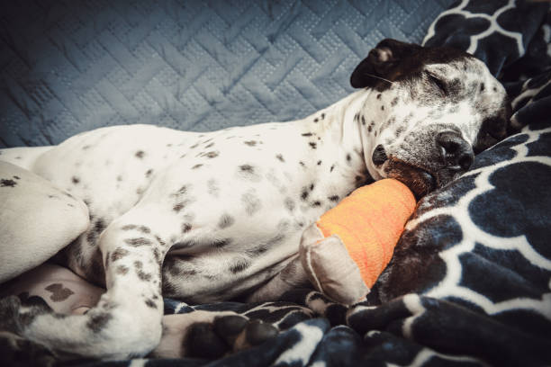 Dog With Injured Paw Resting On Gray Blankets stock photo
