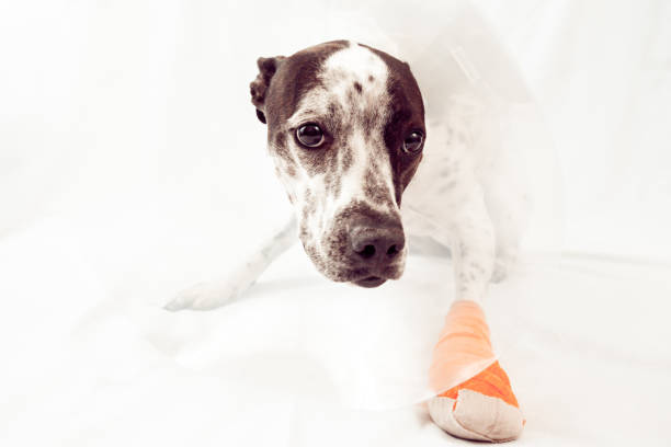 Dog With Injured Paw Wearing Orange Bandage and Cone of Shame stock photo