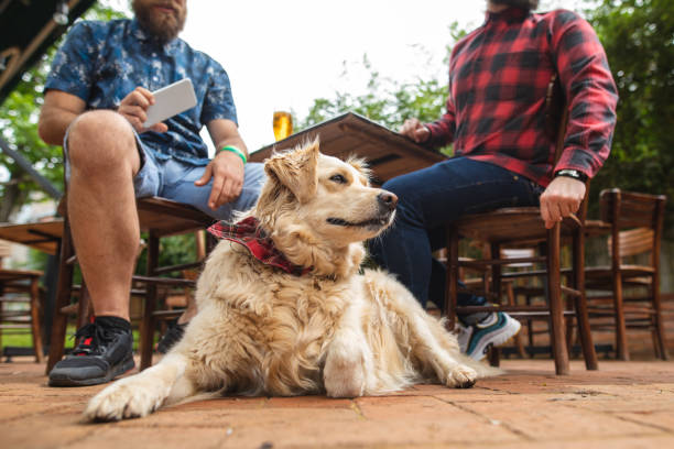 Dog with red bandana waiting for his owner in cafe stock photo