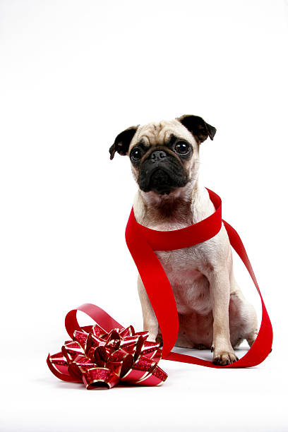 Dog with Ribbon and Bow stock photo