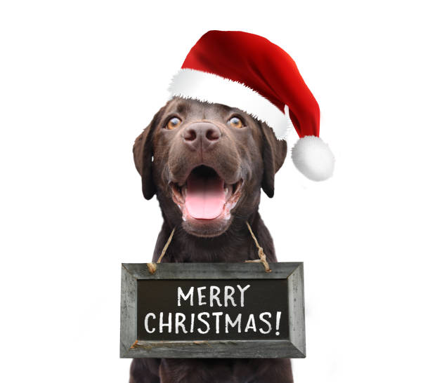 Dog with santa claus hat wishing you a merry christmas 2018 wearing a sign board with handwritten quote white isolated background stock photo