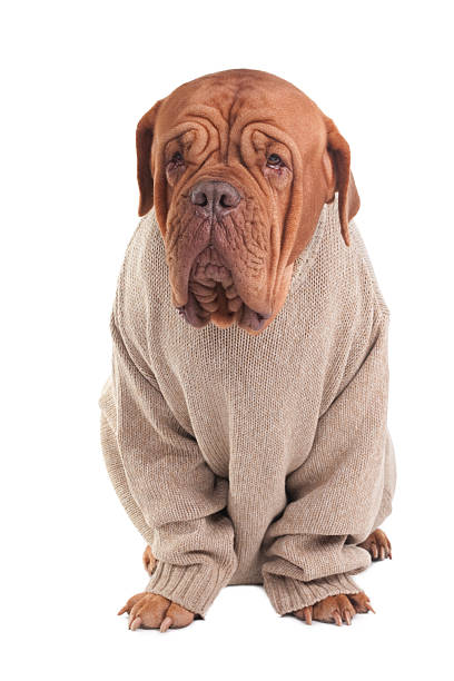 Dog with sweater stock photo