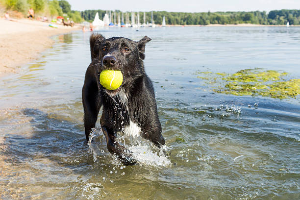 Dog with Tennis Ball at Beach Black mixed breed dog with a yellow tennis ball in its mouth. Standing in the flat water of the Rhine river, Germany, with the white sand beach, other sunbathers and private boats in the background. green algae stock pictures, royalty-free photos & images