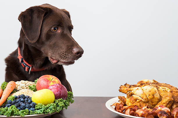 Dog with vegan and meat food stock photo