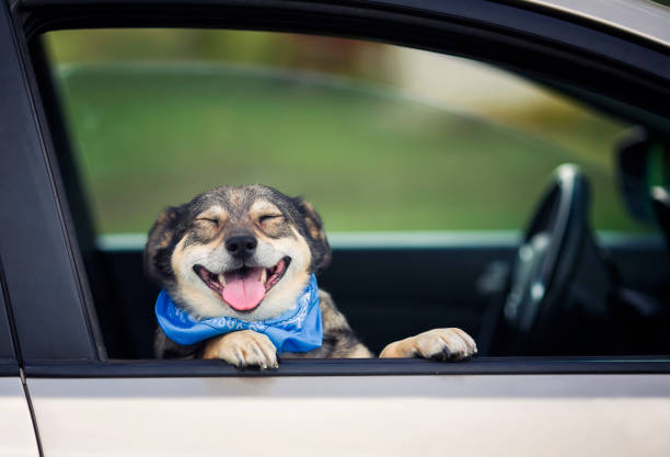 dog without breed stuck his muzzle and paws out of the car windows while traveling stock photo