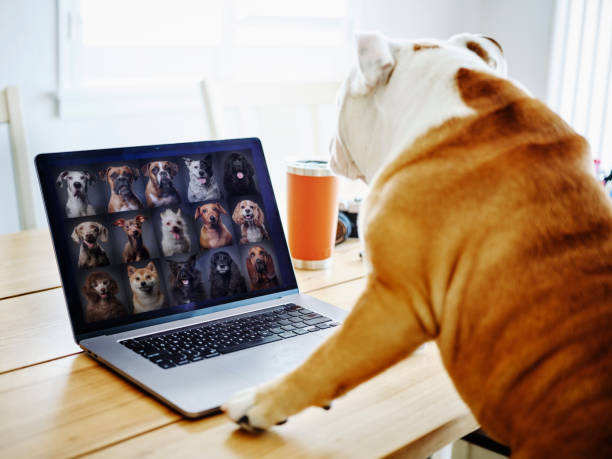dog working at home on a web chat meeting - humor imagens e fotografias de stock