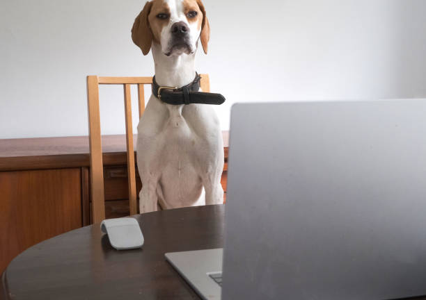 Dog working from home stock photo