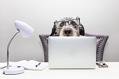 istock Dog Working on Computer From Home 1284990317