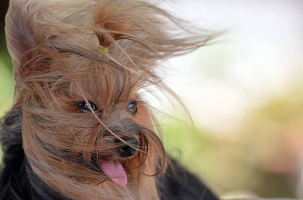 Dog yorkshire terrier wind stock photo