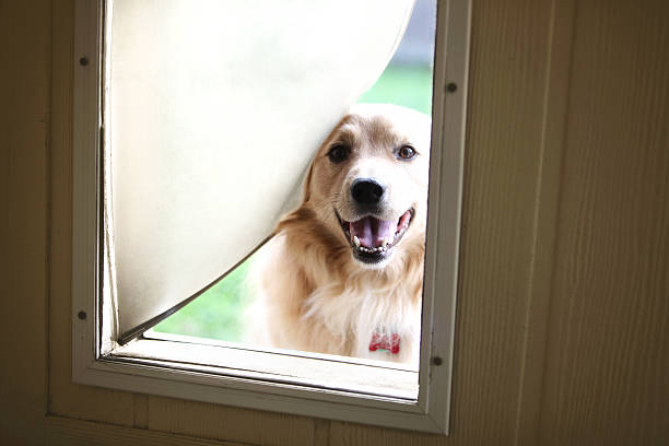 Doggie Door stock photo