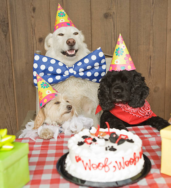 Doggy Birthday Party stock photo