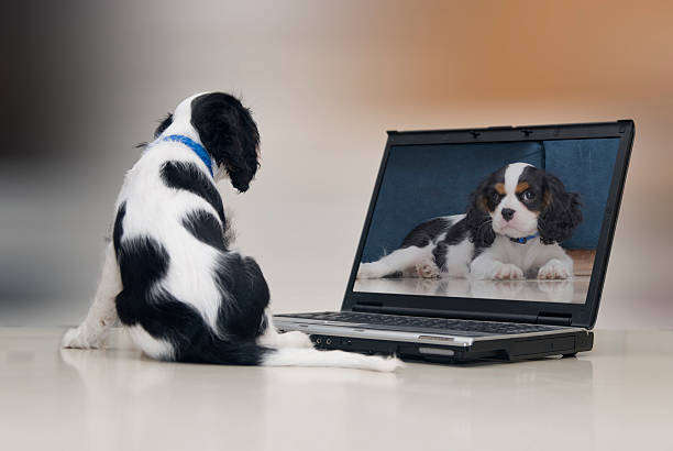 Doggy watch himself at the computer stock photo