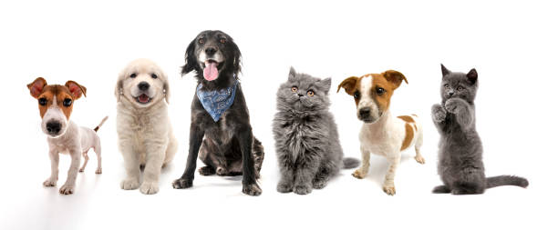 Dogs and Cats looking at camera stock photo