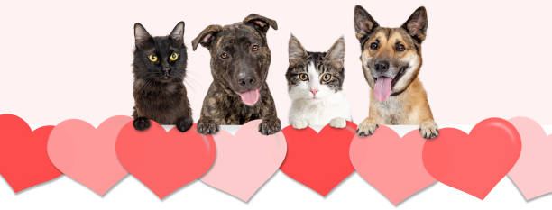 Dogs and Cats Over Valentines Day Hearts Web Banner stock photo