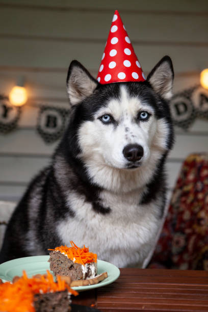 Dog's birthday stock photo