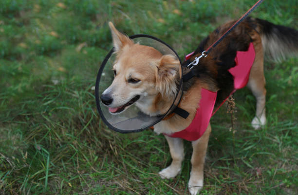 Dogs dressed in a conical collar and blanket post-operative, against stock photo