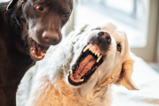 65 Angry Dog Labrador Retriever Growling Stock Photos Pictures Royalty Free Images Istock