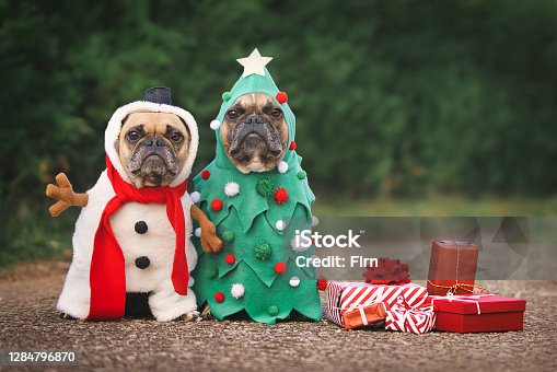 istock Dogs in Christmas costumes. Two French Bulldogs dresses up as funny Christmas tree and snowman with red gift boxes 1284796870