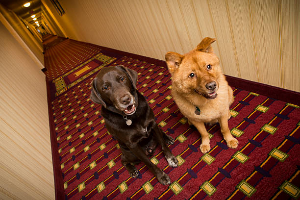 Dogs in pet friendly hotel stock photo