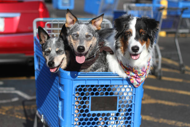 Dogs in Shopping Cart stock photo