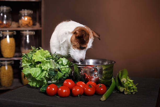 Image result for dogs in the kitchen