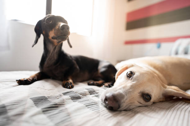 Dogs lying together in bed stock photo