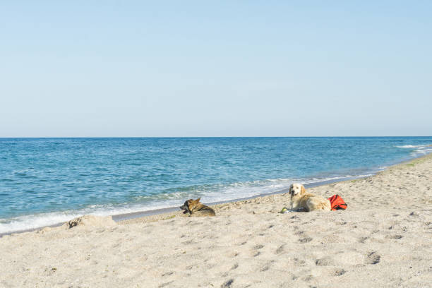 Dogs on the beach stock photo