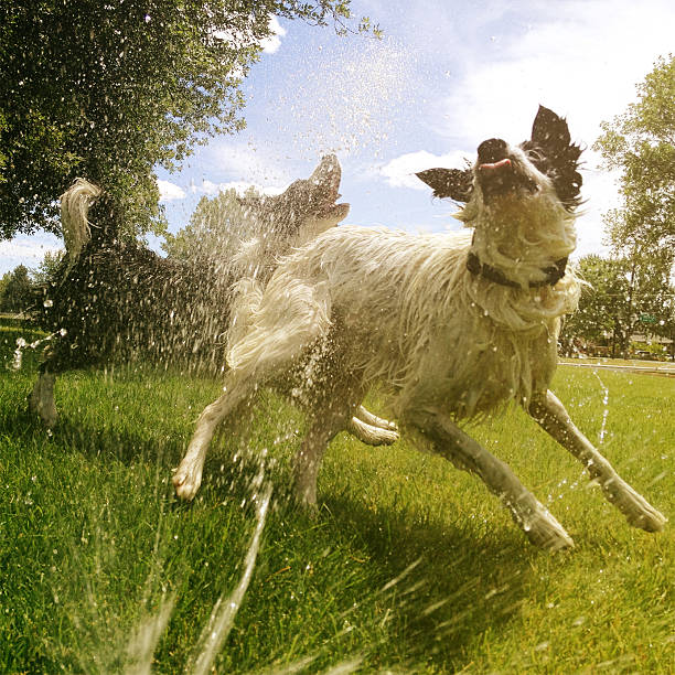 Dogs Playing In The Sprinkler Stock Photo - Download Image Now ...