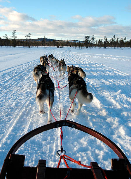 Dogsledding in Sweden stock photo