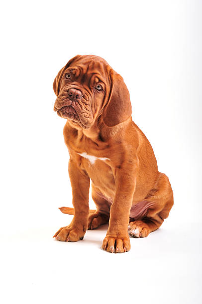 Dogue De Bordeaux Puppy Sitting stock photo