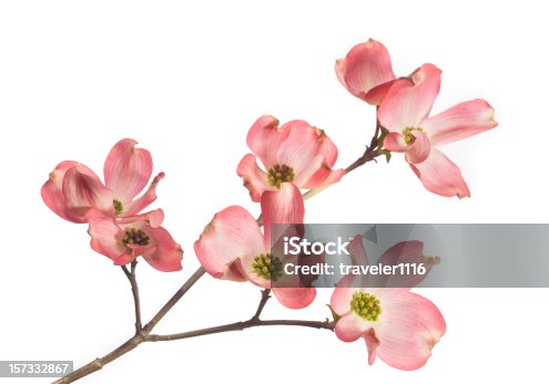istock Dogwood Blossom 157332867
