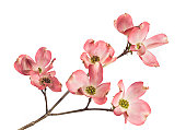 istock Dogwood Blossom 157332867