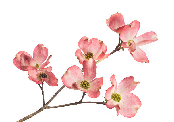 dogwood blossom - flower isolated bildbanksfoton och bilder