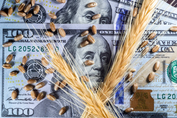 US dollars and ripe ears and seeds of yellow wheat stock photo