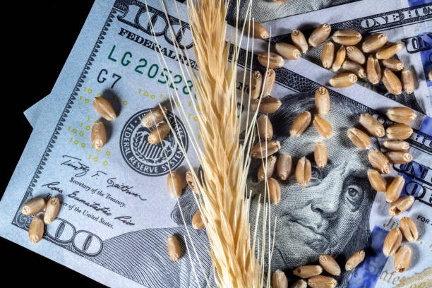 US dollars and ripe ears and seeds of yellow wheat stock photo