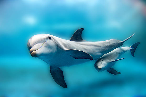 Dolphin mother and calf Underwater looking at you stock photo