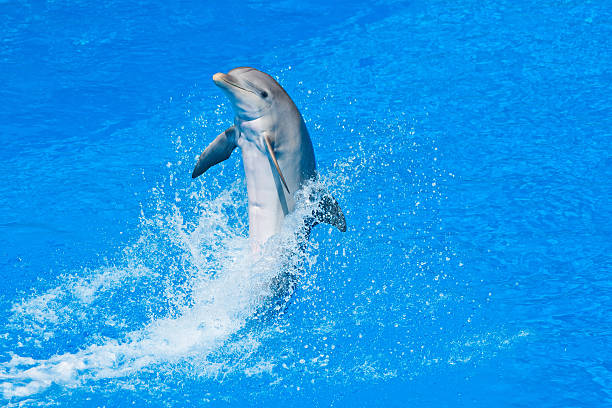 dolphin stock photo