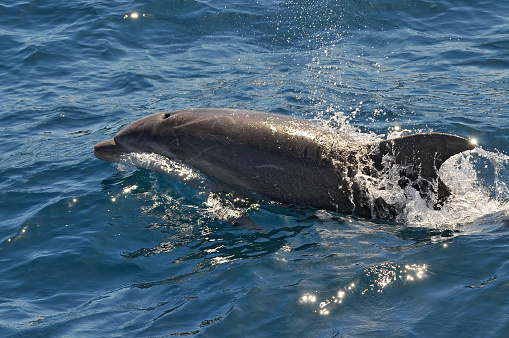 Dolphin Swim In Clear Waters Of Port Jackson Near Sydney ...