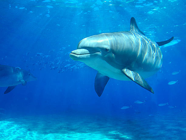 dolphin swimming in water - däggdjur bildbanksfoton och bilder
