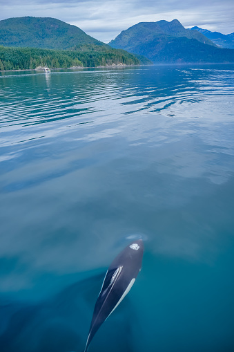 Dolphin/porpoise at Campbell River/Bute Inlet, BC, Canada