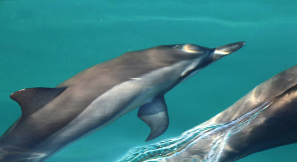 Dolphins following a boat, NaPali coast Kauai, Hawaii stock photo