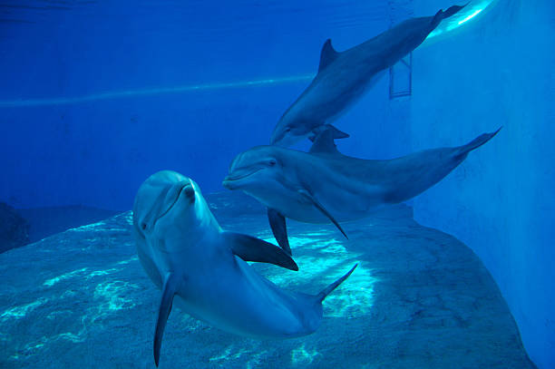Dolphins Three nice dolphins in Las Vegas animals in captivity stock pictures, royalty-free photos & images