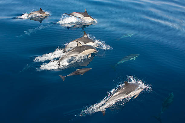 dolphins dolphins in the sea, view from above. acores stock pictures, royalty-free photos & images